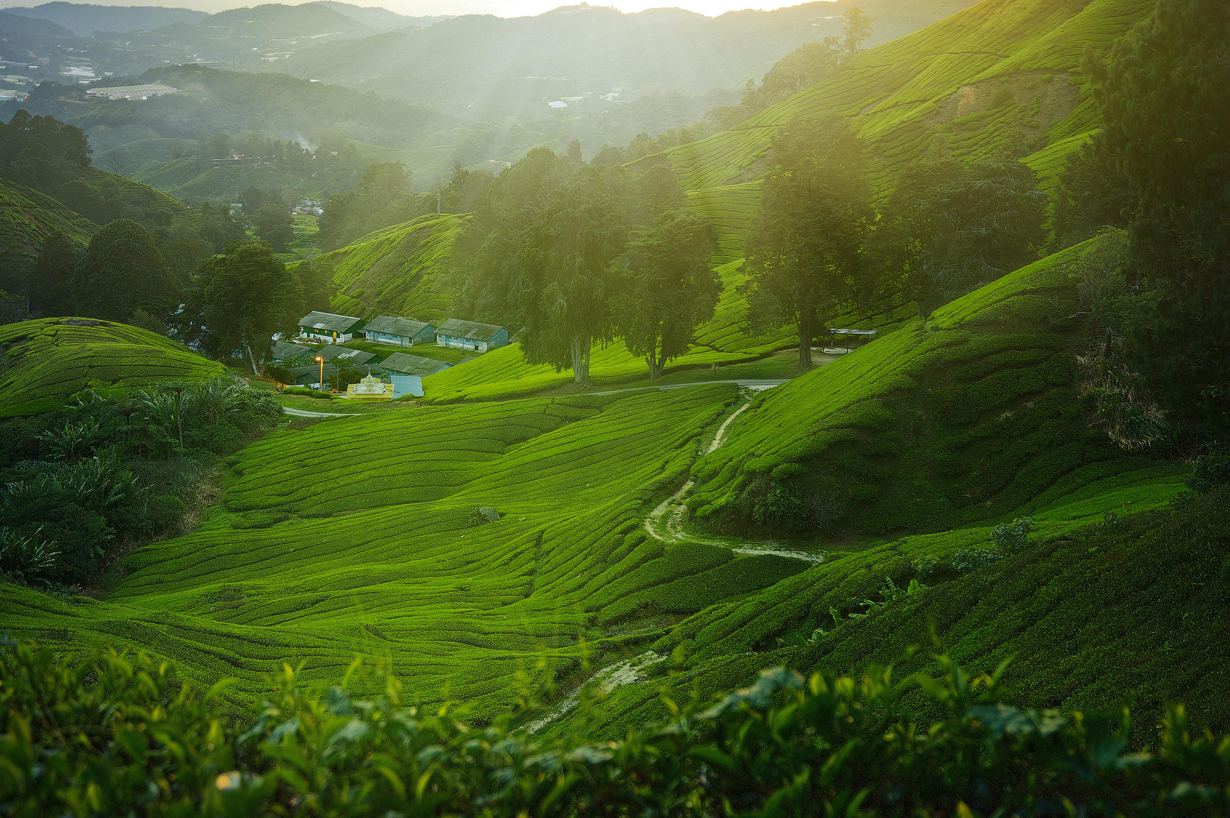 Cameron Highlands Tour