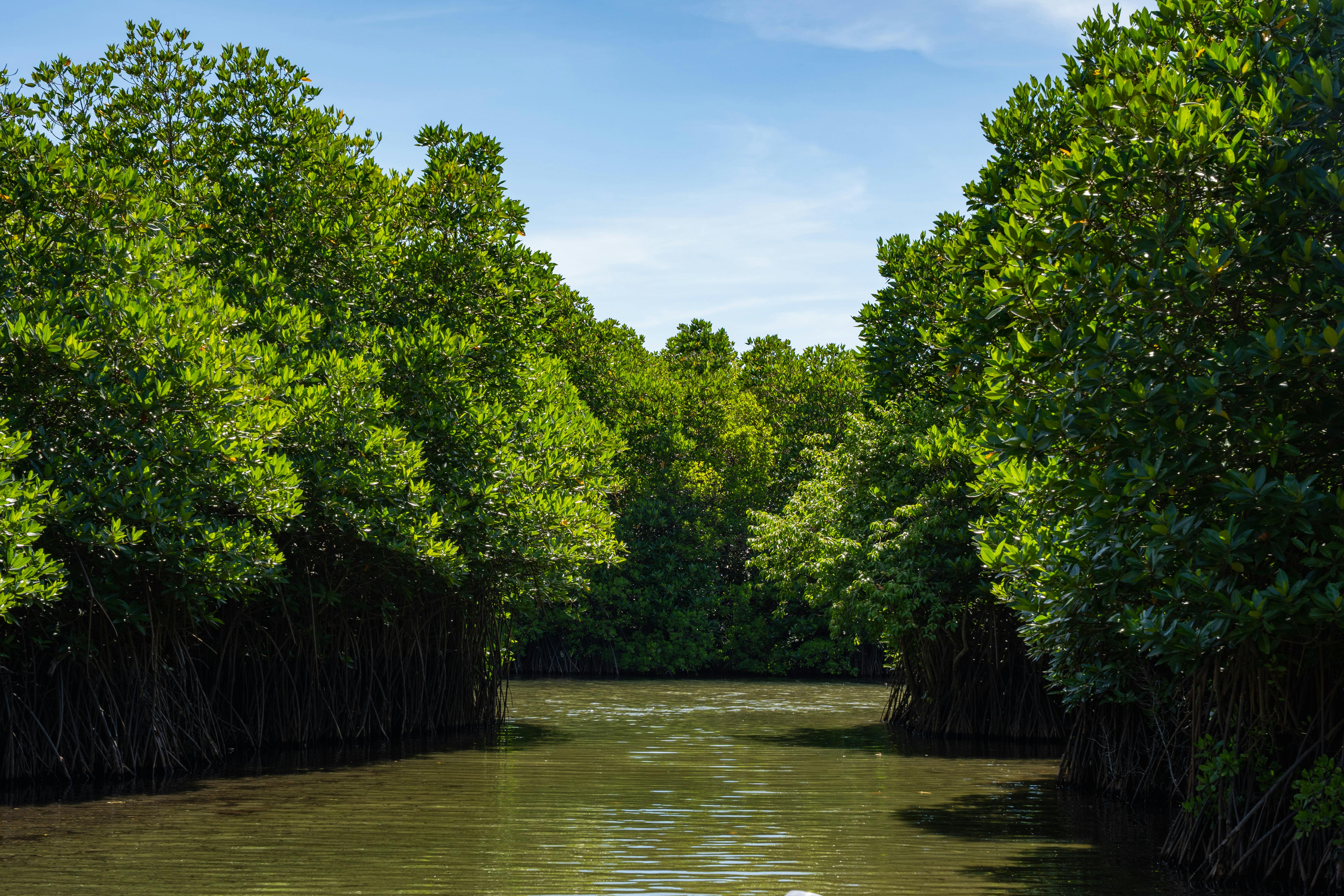 Mangrove Tour – Langkawi